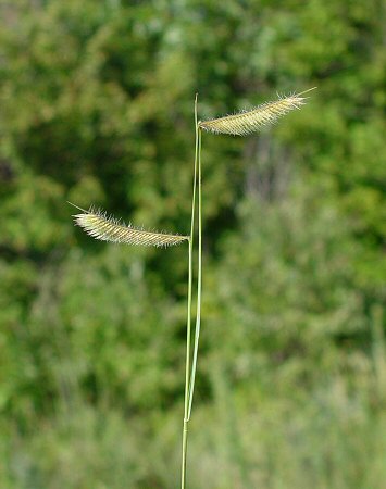 Bouteloua_hirsuta_inflorescence.jpg