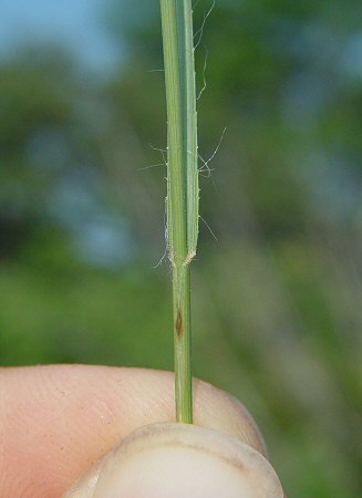 Bouteloua_hirsuta_leaf_base.jpg