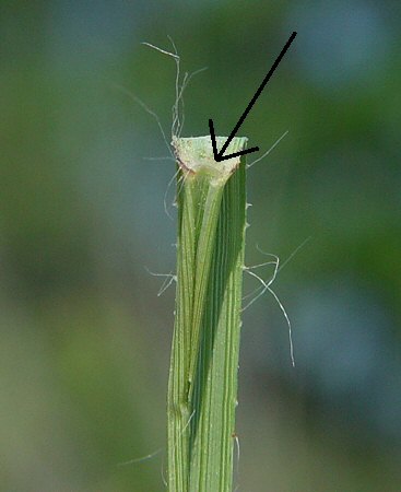 Bouteloua_hirsuta_ligule.jpg