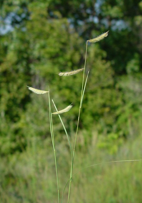 Bouteloua_hirsuta_plant.jpg