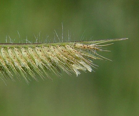 Bouteloua_hirsuta_spikelets.jpg