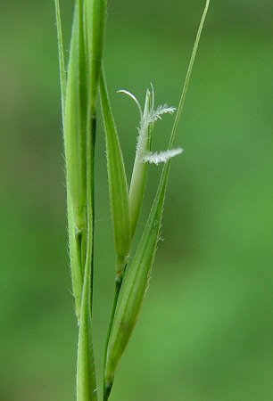 Brachyelytrum_erectum_flower.jpg