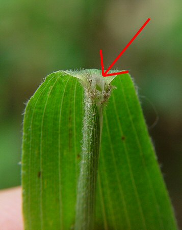 Brachyelytrum_erectum_ligule.jpg