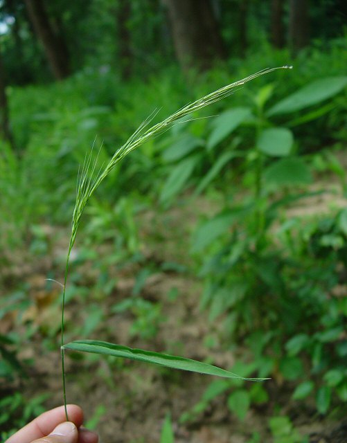 Brachyelytrum_erectum_plant.jpg