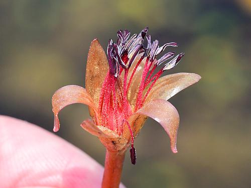 Brasenia_schreberi_flower3.jpg