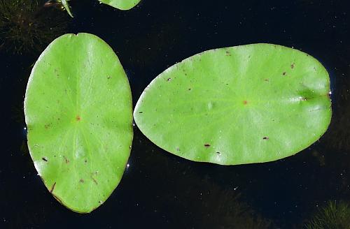 Brasenia_schreberi_leaf1.jpg