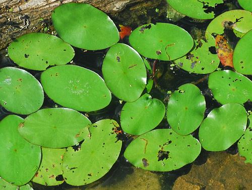 Brasenia_schreberi_leaves.jpg