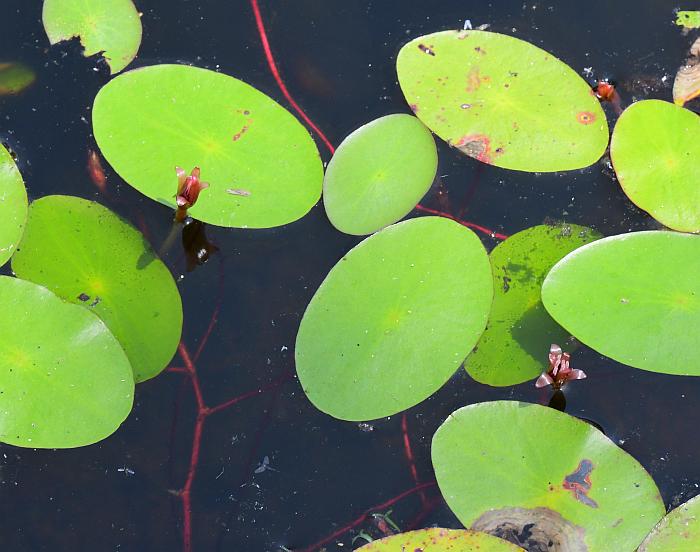 Brasenia_schreberi_plant.jpg