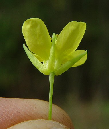 Brassica_napus_calyx.jpg