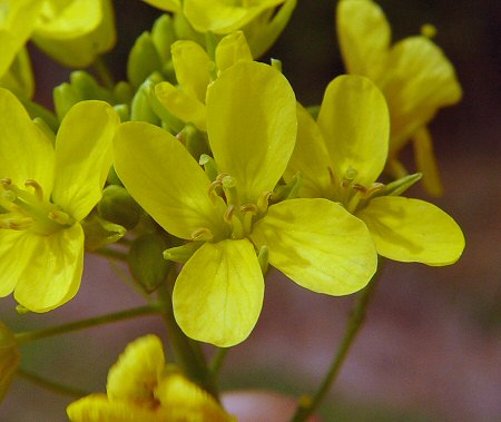 Brassica_napus_flower.jpg