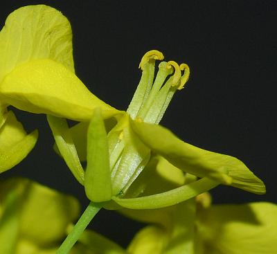 Brassica_napus_flower2.jpg