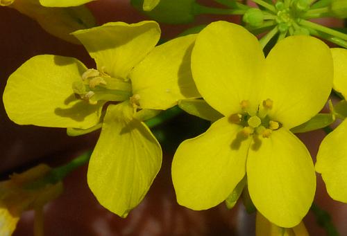 Brassica_napus_flower3.jpg