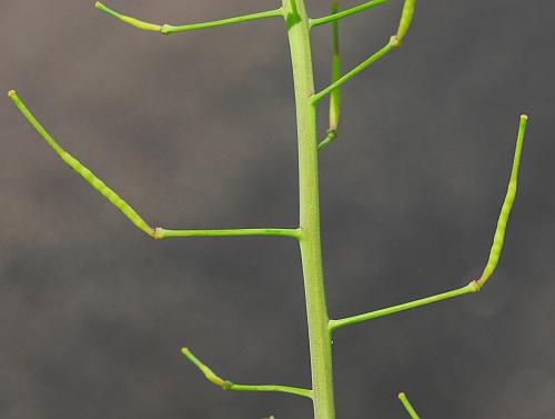 Brassica_napus_fruit.jpg