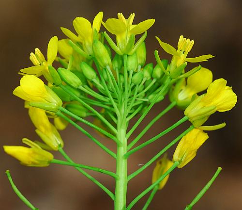 Brassica_napus_inflorescence.jpg