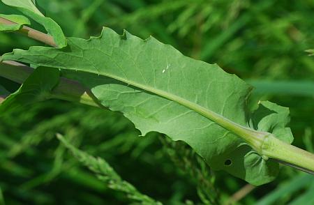 Brassica_napus_leaf2.jpg