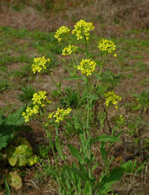 Brassica_napus_plant.jpg