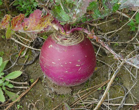 Brassica_napus_root.jpg