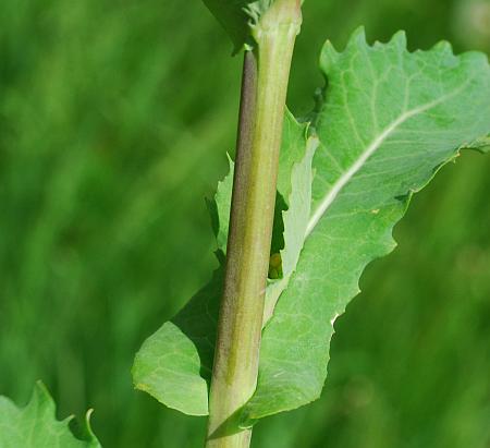 Brassica_napus_stem2.jpg