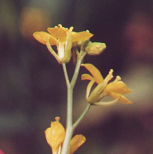 Brassica_nigra_calyx.jpg