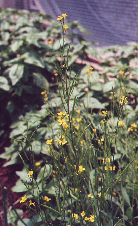 Brassica_nigra_plant.jpg