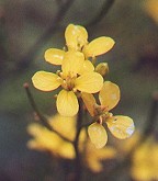 Brassica nigra thumbnail