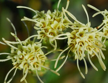 Brickellia_eupatorioides_florets.jpg