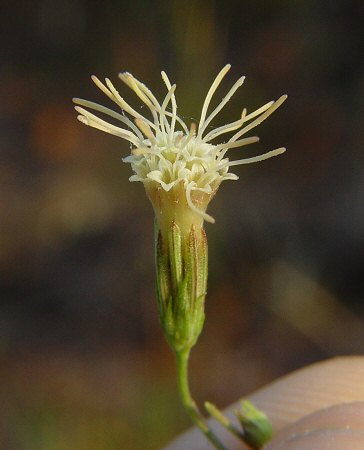 Brickellia_eupatorioides_flowers.jpg