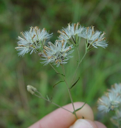 Brickellia_eupatorioides_fruiting_plant.jpg