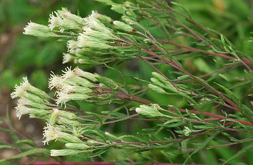 Brickellia_eupatorioides_inflorescence.jpg