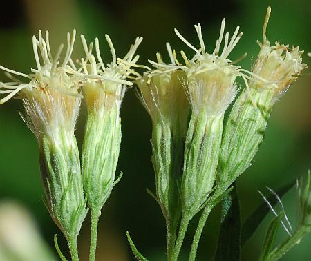 Brickellia_eupatorioides_involucre2.jpg