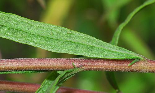 Brickellia_eupatorioides_leaf2.jpg