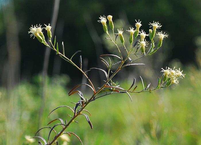 Brickellia_eupatorioides_plant2.jpg