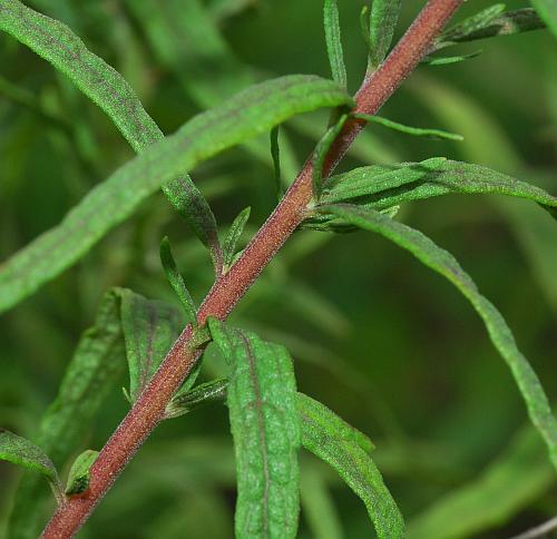 Brickellia_eupatorioides_stem2.jpg