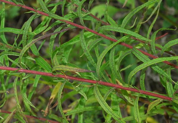 Brickellia_eupatorioides_stem3.jpg