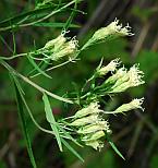 Brickellia eupatorioides thumbnail