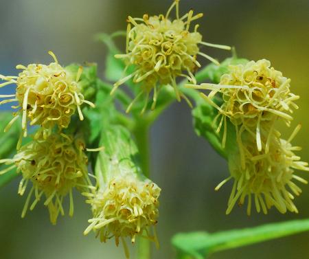 Brickellia_grandiflora_florets.jpg