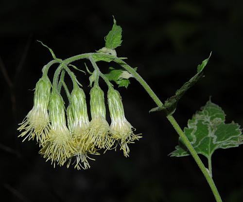 Brickellia_grandiflora_inflorescence.jpg