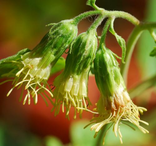 Brickellia_grandiflora_involucre.jpg