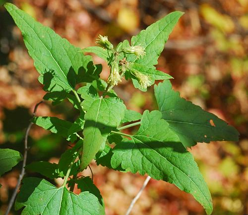 Brickellia_grandiflora_leaves.jpg