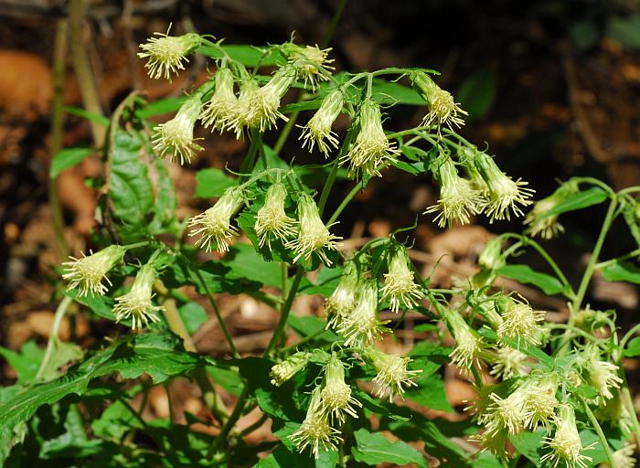 Brickellia_grandiflora_plant.jpg