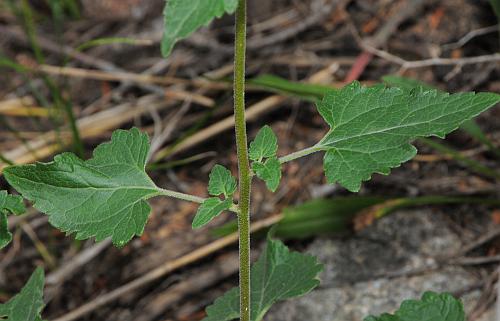 Brickellia_grandiflora_stem.jpg