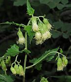 Brickellia grandiflora thumbnail