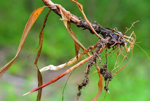 Bromus_inermis_base.jpg