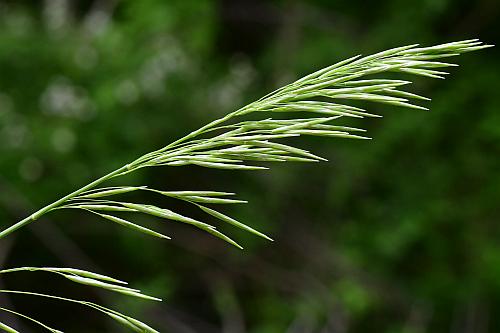 Bromus_inermis_inflorescence1.jpg