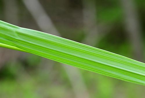 Bromus_inermis_leaf2.jpg