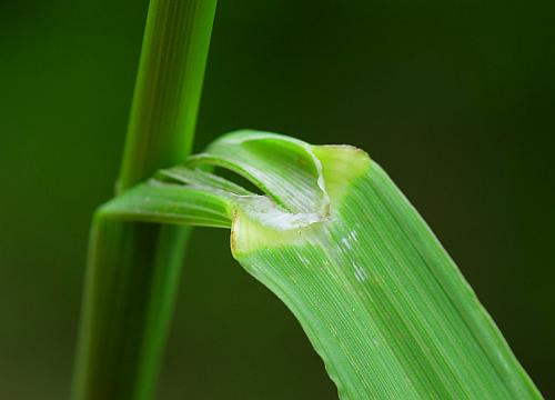 Bromus_inermis_ligule.jpg