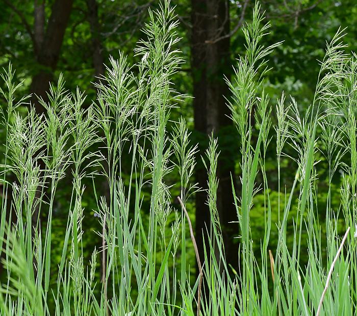 Bromus_inermis_plant.jpg