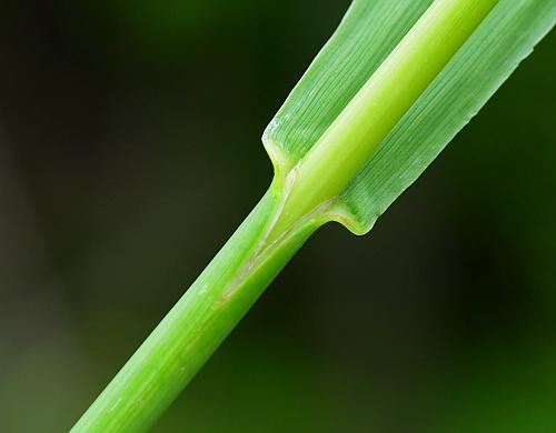 Bromus_inermis_sheath.jpg