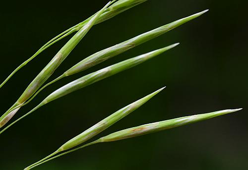 Bromus_inermis_spikelets.jpg