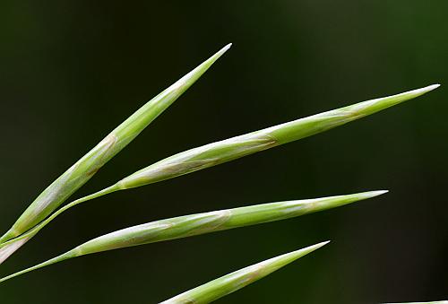 Bromus_inermis_spikelets2.jpg